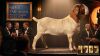 1 X BOER GOAT FLOCK BUCK Karoo Livestock Studs - 2