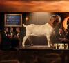 1 X BOER GOAT FLOCK BUCK Karoo Livestock Studs
