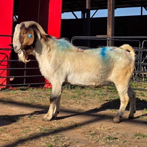 1 X BOER GOAT BUCK READY HOMESTEADY GO