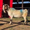 1 X BOER GOAT BUCK READY HOMESTEADY GO