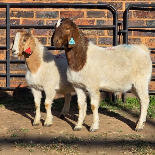 2 X BOER GOAT BUCK READY HOMESTEADY GO (Per animal to take the lot)