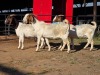 3 X BOER GOAT DOE READY HOMESTEADY GO (Per animal to take the lot)