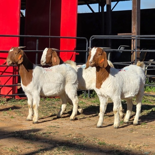 3 X BOER GOAT DOE READY HOMESTEADY GO (Per animal to take the lot)