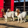 3 X BOER GOAT DOE READY HOMESTEADY GO (Per animal to take the lot)
