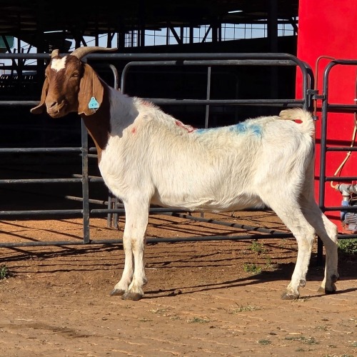 1 X BOER GOAT DOE READY HOMESTEADY GO