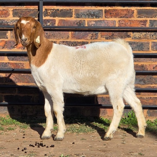 1 X BOER GOAT DOE READY HOMESTEADY GO