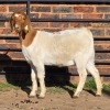 1 X BOER GOAT DOE READY HOMESTEADY GO