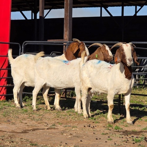 3 X BOER GOAT DOE READY HOMESTEADY GO (Per animal to take the lot)