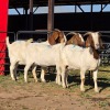3 X BOER GOAT DOE READY HOMESTEADY GO (Per animal to take the lot)