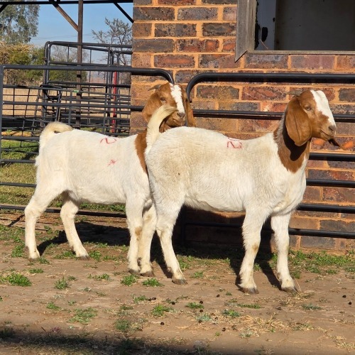 2 X BOER GOAT DOE READY HOMESTEADY GO (Per animal to take the lot)