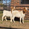 2 X BOER GOAT DOE READY HOMESTEADY GO (Per animal to take the lot)