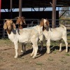 3 X BOER GOAT DOE READY HOMESTEADY GO (Per animal to take the lot)