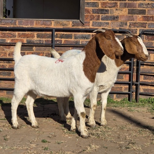 2 X BOER GOAT DOE READY HOMESTEADY GO (Per animal to take the lot)