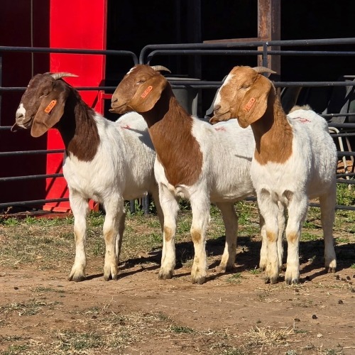 3 X BOER GOAT DOE READY HOMESTEADY GO (Per animal to take the lot)