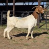 1 X BOER GOAT DOE READY HOMESTEADY GO