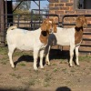2 X BOER GOAT DOE READY HOMESTEADY GO (Per animal to take the lot)