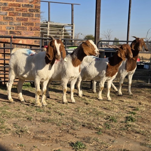 4 X BOER GOAT DOE READY HOMESTEADY GO (Per animal to take the lot)