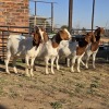 4 X BOER GOAT DOE READY HOMESTEADY GO (Per animal to take the lot)