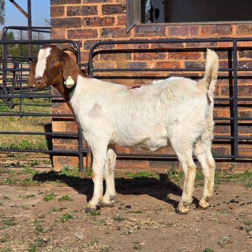 1 X BOER GOAT DOE READY HOMESTEADY GO