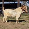 1 X BOER GOAT BUCK JXR BOERDERY