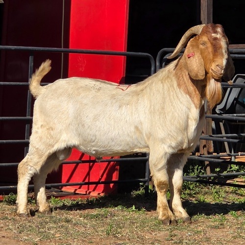 2 X BOER GOAT BUCK JXR BOERDERY (Per animal to take the lot)