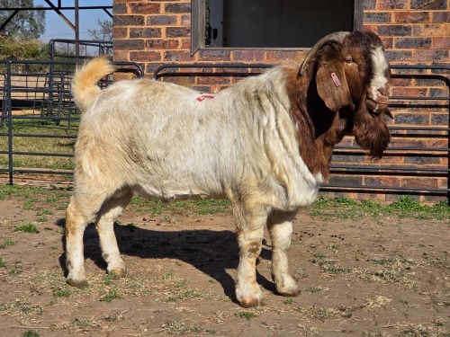 1 X BOER GOAT BUCK JXR BOERDERY