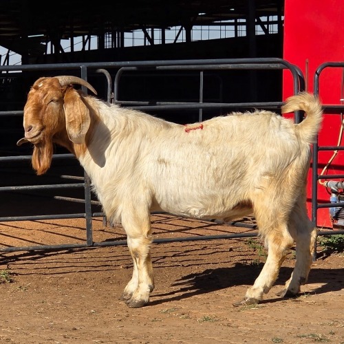 1 X BOER GOAT BUCK JXR BOERDERY