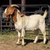 1 X BOER GOAT BUCK JXR BOERDERY