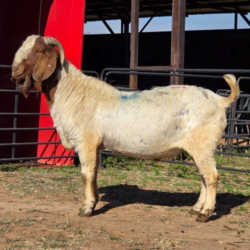 1 X BOER GOAT BUCK JXR BOERDERY