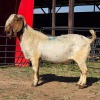 1 X BOER GOAT BUCK JXR BOERDERY