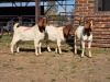 3 X BOER GOAT BUCK JXR BOERDERY (Per animal to take the lot)