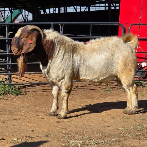 1 X BOER GOAT BUCK JXR BOERDERY