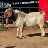 1 X BOER GOAT BUCK JXR BOERDERY