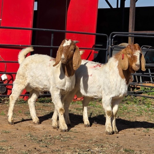 2 X BOER GOAT BUCK JXR BOERDERY (Per animal to take the lot)