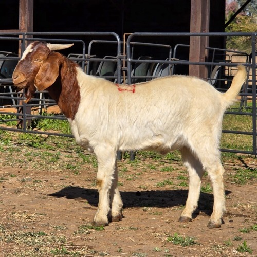 1 X BOER GOAT BUCK JXR BOERDERY