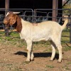 1 X BOER GOAT BUCK JXR BOERDERY