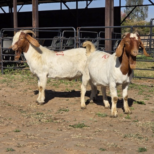 2 X BOER GOAT BUCK JXR BOERDERY (Per animal to take the lot)