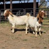 2 X BOER GOAT BUCK JXR BOERDERY (Per animal to take the lot)