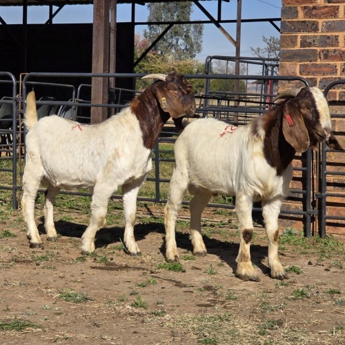 2 X BOER GOAT BUCK JXR BOERDERY (Per animal to take the lot)