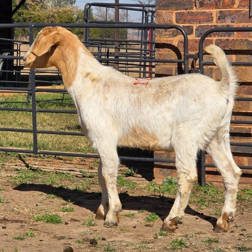 1 X MILK GOAT CROSS KAPATER JXR BOERDERY