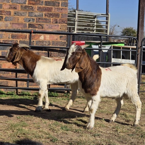 2 X BOER GOAT BUCK JXR BOERDERY (Per animal to take the lot)