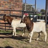 2 X BOER GOAT BUCK JXR BOERDERY (Per animal to take the lot)