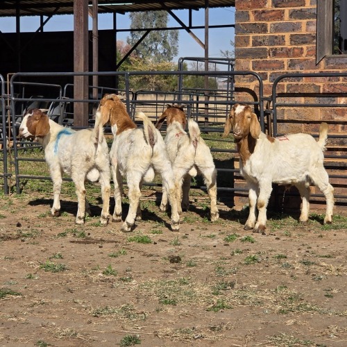 4 X BOER GOAT BUCK JXR BOERDERY (Per animal to take the lot)