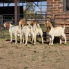 4 X BOER GOAT BUCK JXR BOERDERY (Per animal to take the lot)