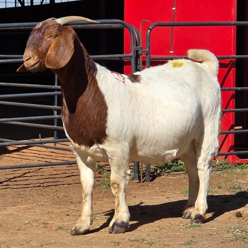 1 X BOER GOAT DOE ACHTERHOEK BOERDERY