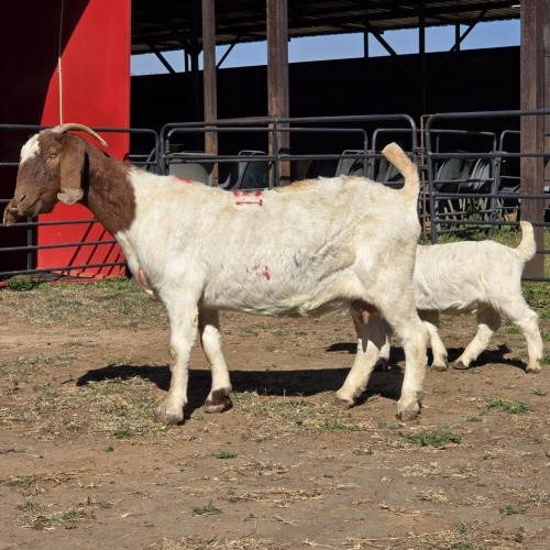 1+1 X BOER GOAT DOE ACHTERHOEK BOERDERY