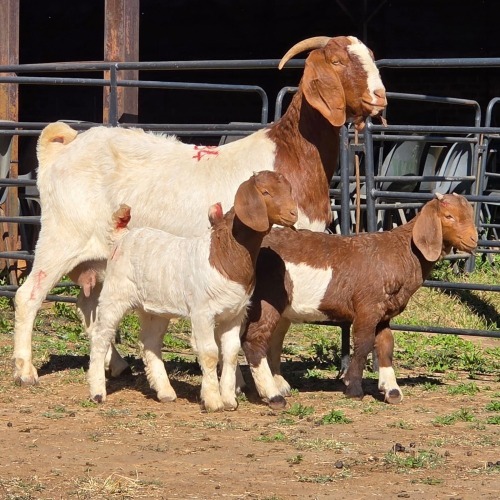 1+2 X BOER GOAT DOE ACHTERHOEK BOERDERY