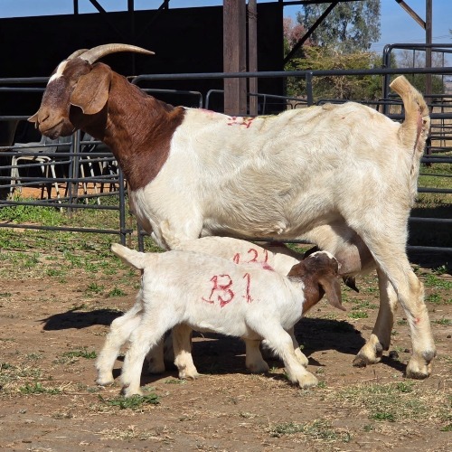 1+2 X BOER GOAT DOE ACHTERHOEK BOERDERY