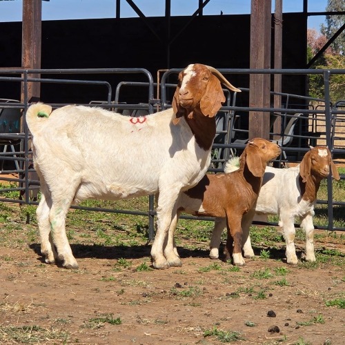 1+2 X BOER GOAT DOE ACHTERHOEK BOERDERY
