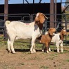 1+2 X BOER GOAT DOE ACHTERHOEK BOERDERY